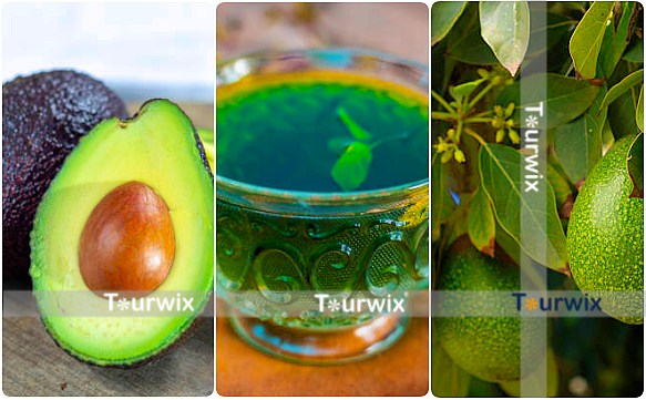 Was sind die Vorteile von Avocado Blätter Tee und wie wird er hergestellt?