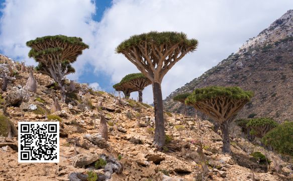 Socotra Urlaubskosten: Was sollte das Budget sein?