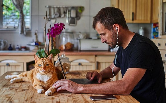 Bir kedi ile tatile giderken nelere dikkat edilmeli