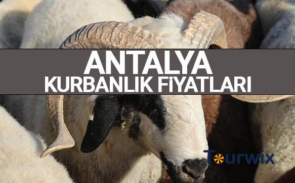 Antalya kurbanlık fiyatları 2023! İşte Antalya`da dana, tosun, koç, koyun hisse fiyatı