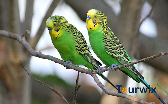 Do budgies feel the earthquake?