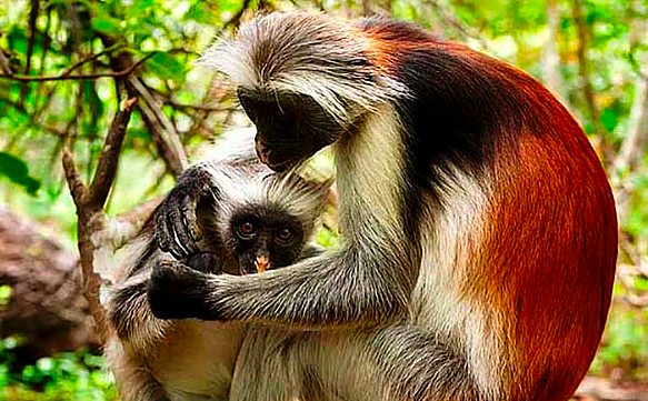 Zanzibar Jozani Chwaka Bay Nature Park